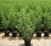 Conocarpus Erectus 'Saudi' or Damas tree دمس - Greensouq -
