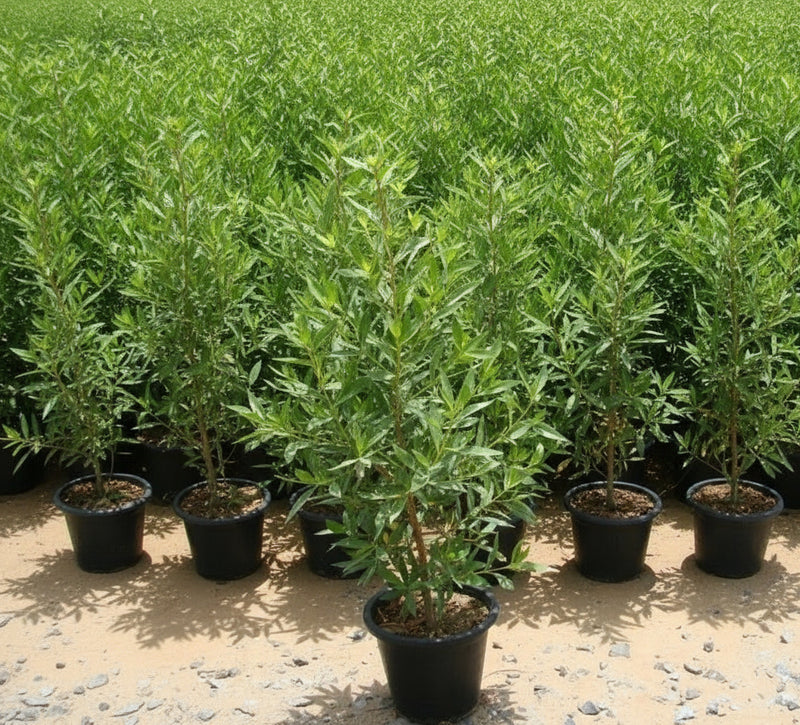 Conocarpus Erectus 'Saudi' or Damas tree دمس - Greensouq -