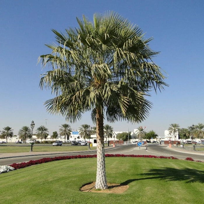 Copernicia Pruniferea "Wax Palm" - Greensouq -