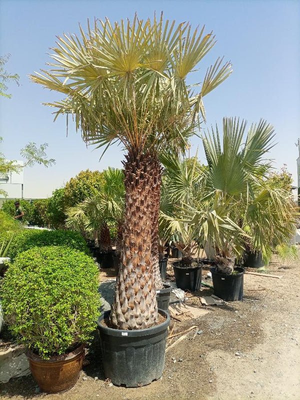 Copernicia Pruniferea "Wax Palm" - Greensouq -