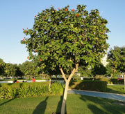 Cordia Sebestena or Orange Geiger Tree - Greensouq -