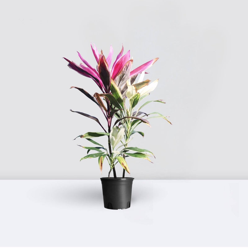 Cordyline Fruiticosa Multicolor | Ti Plant | Hawaiian Good Luck Plant - Greensouq -