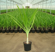 Crinum Asiaticum "Spider lily or Seashore Lily" - Greensouq -