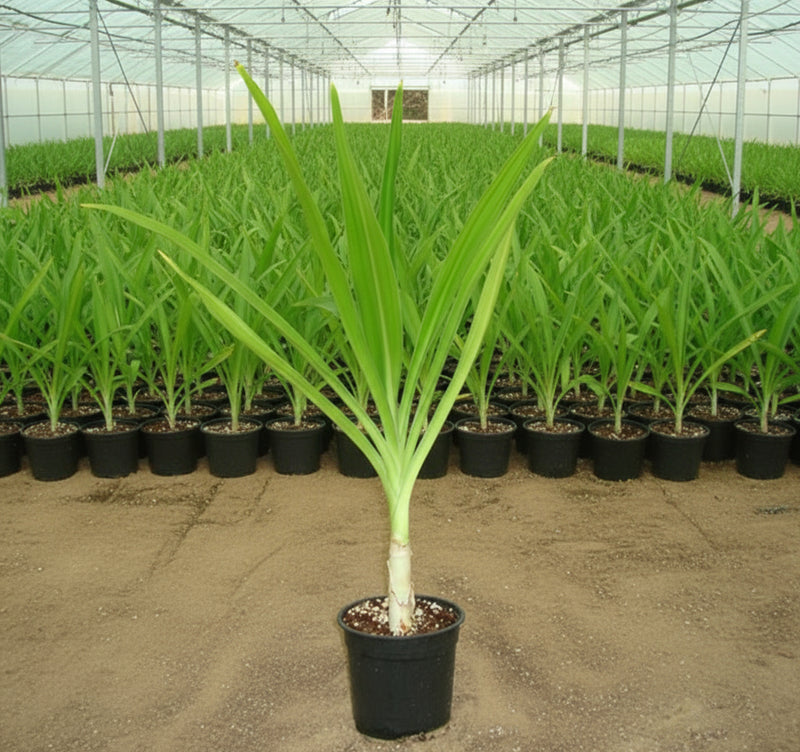 Crinum Asiaticum "Spider lily or Seashore Lily" - Greensouq -