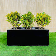 Croton Banana Trio in Rectangular Fiber Glass Planter (70x30x30cm) - Greensouq -