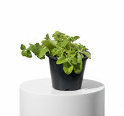 Cuban oregano Herb "Ajwain" - Greensouq -