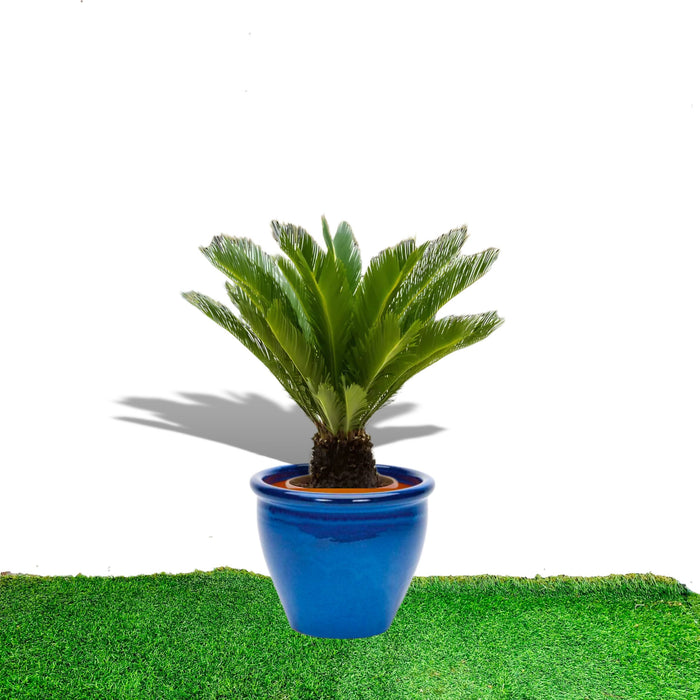 cycas in blue rolled rim pot