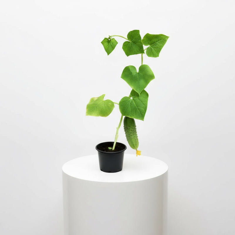 Cucumber Plant | Cucumis sativus | Kheera | Vegetable Plant 10 - 15 cm - Greensouq -