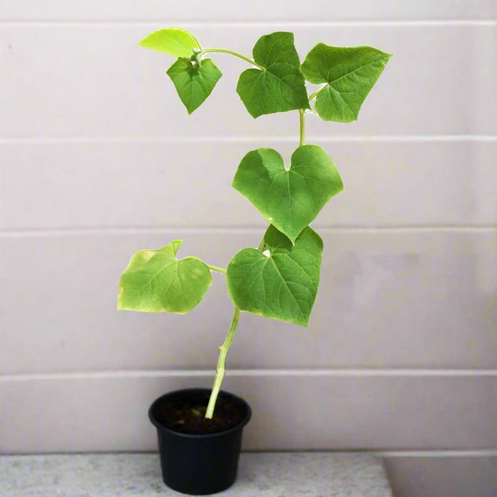Cucumber Plant | Cucumis sativus | Kheera | Vegetable Plant 10 - 15 cm - Greensouq -