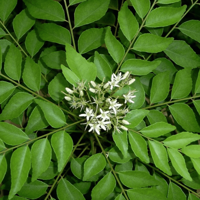 Curry Leaves Or Kadi Patta 30 - 40cm - Greensouq -