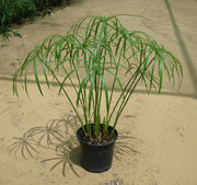 Cyperus Alternifolius "Umbrella Papyrus" - Greensouq -