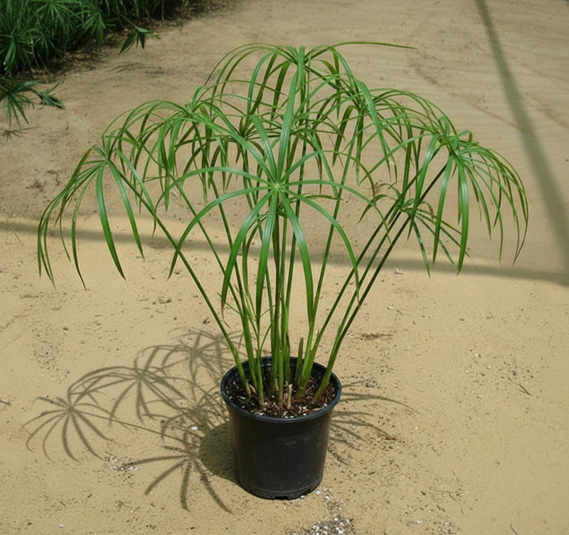 Cyperus Alternifolius "Umbrella Papyrus" - Greensouq -