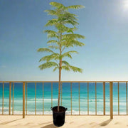 Delonix Regia, Flame Tree or Royal Poinciana - Greensouq -