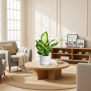 Dieffenbachia 'Camilla' Dumb Cane Plant - Greensouq -