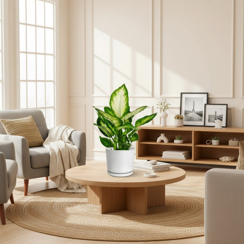 Dieffenbachia 'Camilla' Dumb Cane Plant - Greensouq -