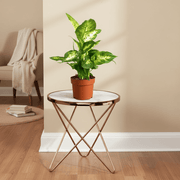 Dieffenbachia (Compacta, Dumb Cane, Leopard Lilly) - Greensouq -