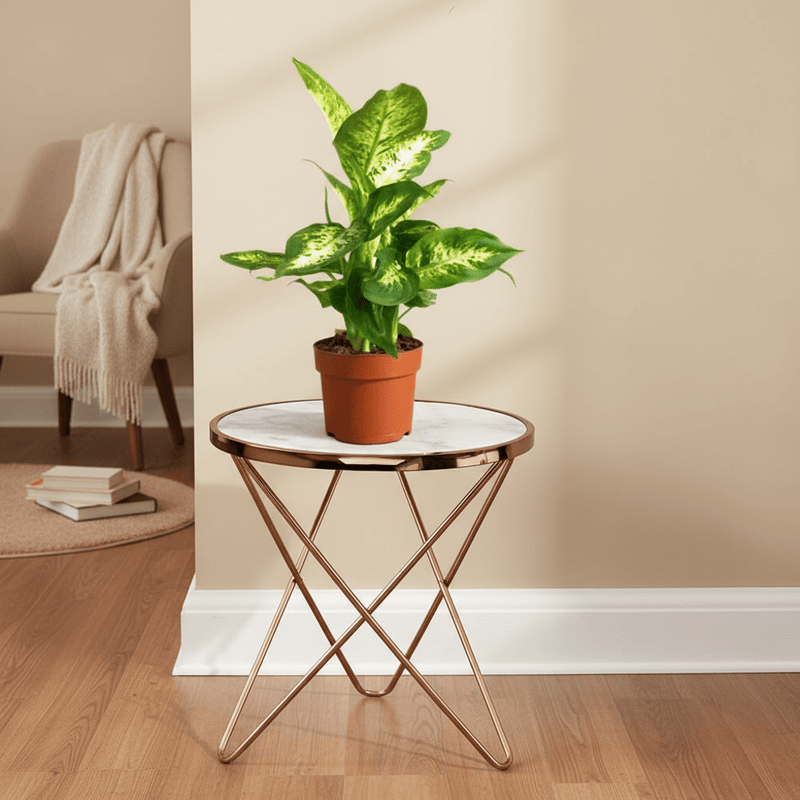 Dieffenbachia (Compacta, Dumb Cane, Leopard Lilly) - Greensouq -