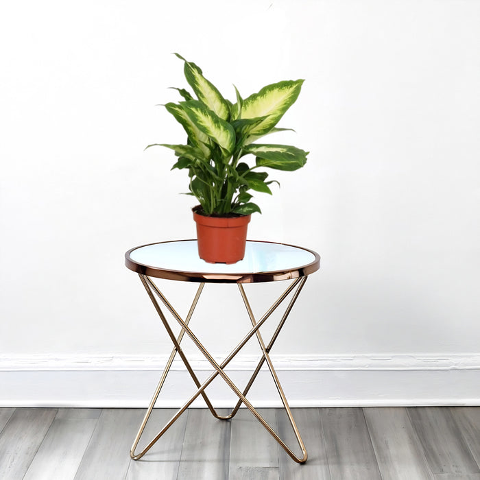dieffenbachia greensouq