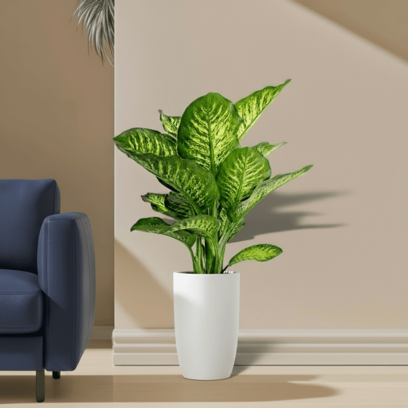 Dieffenbachia Seguine Or Maroba - Greensouq -