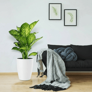 Dieffenbachia Seguine Or Maroba - Greensouq -