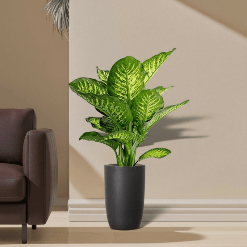 Dieffenbachia Seguine Or Maroba - Greensouq -
