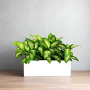 Dieffenbachia 'Tropical Snow' Indoor Trio in Rectangular Fiber Glass Planter (GRP) (70x30x30cm) - Greensouq -