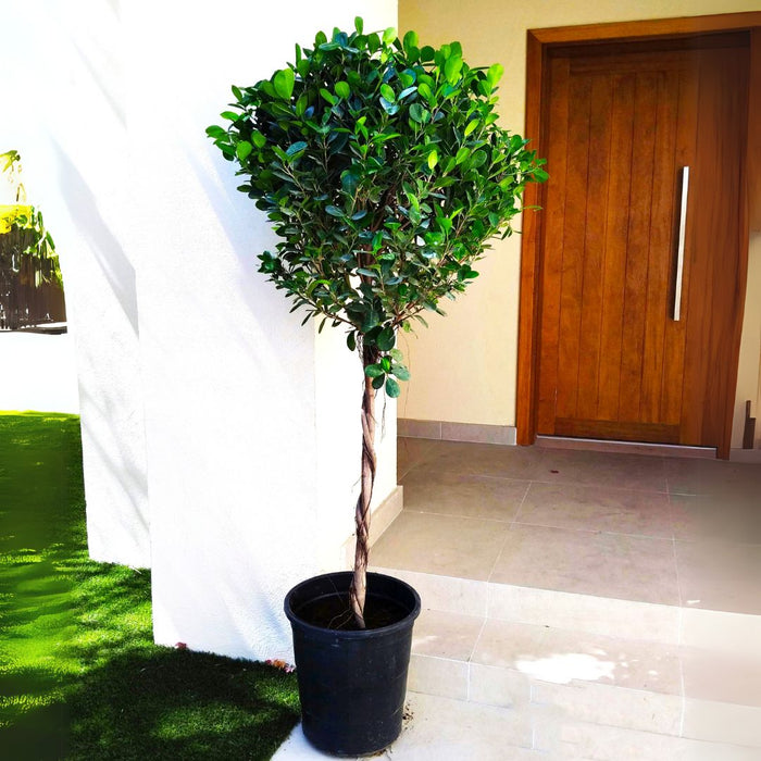 ficus diversifolia