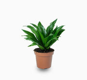 Dracaena Compacta Small - Greensouq -