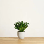 Dracaena Compacta Small - Greensouq -