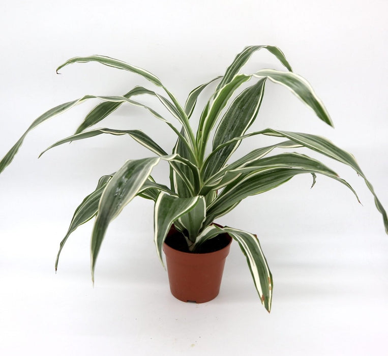 Dracaena Deremensis "Warneckii" - Greensouq -