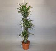Dracaena fragrans deremensis "Ulises" - Greensouq -