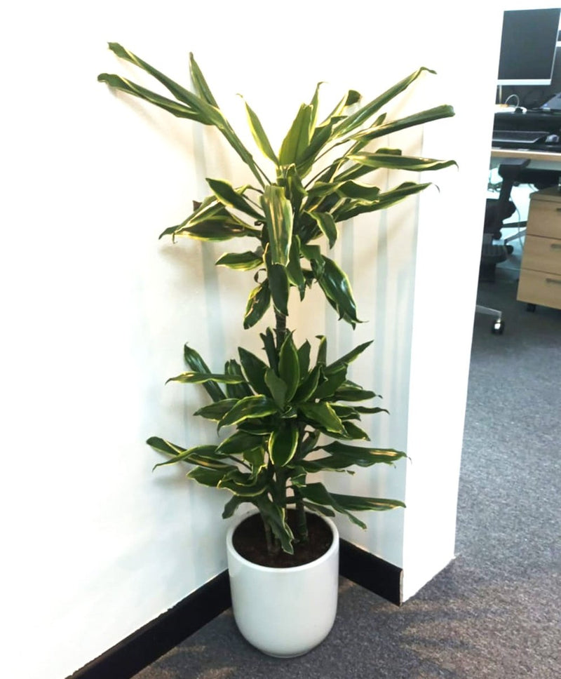 Dracaena Fragrans "Golden Coast" - Greensouq -