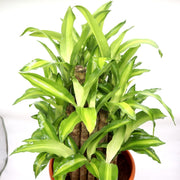 Dracaena fragrans "Massangeana 3 steps" 40 - 50cm - Greensouq -