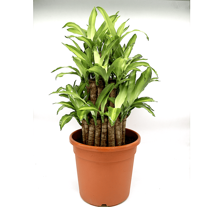 Dracaena fragrans "Massangeana 3 steps" 40 - 50cm - Greensouq -