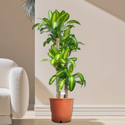 Dracaena Fragrans "Massangeana" - Greensouq -