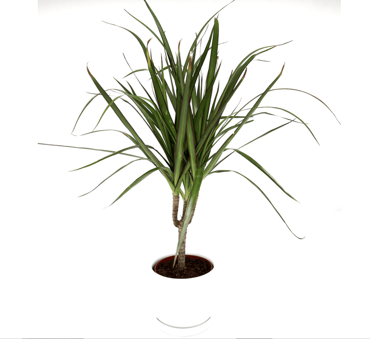 Dracaena Marginata 40 - 50cm - Greensouq -