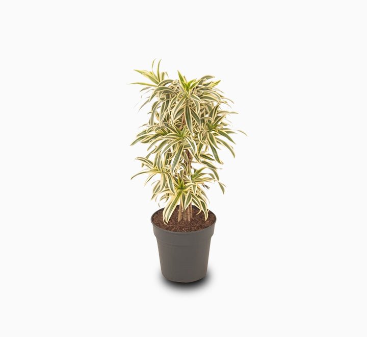 Dracaena Reflexa – Song of India - Greensouq -