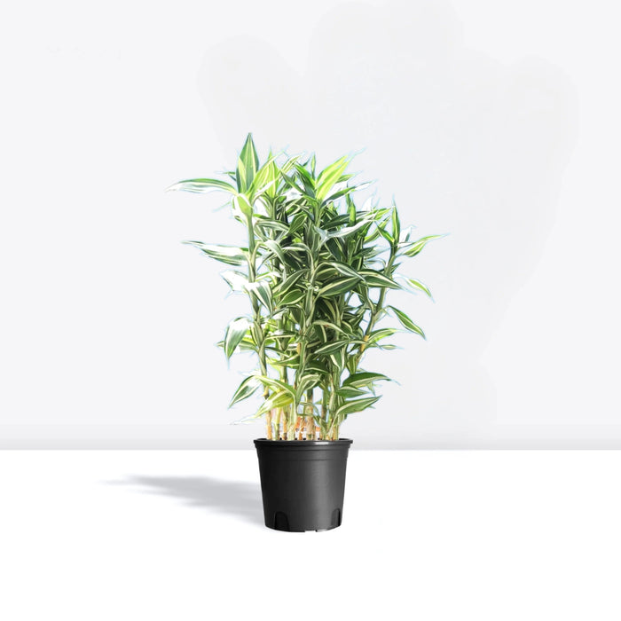 Dracaena Sanderiana - Greensouq -