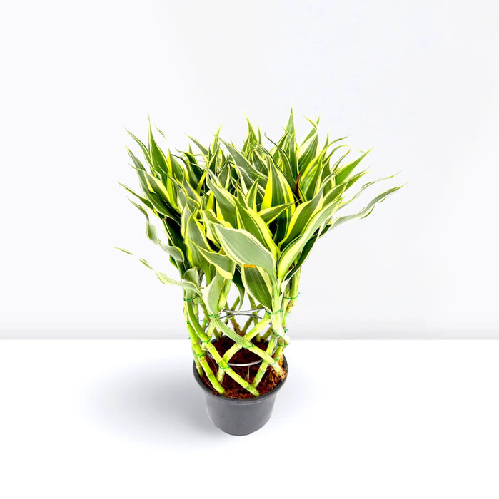Dracaena Sanderiana | Ribbon Dracaena - Greensouq -
