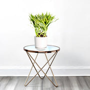 Dracaena Sanderiana | Ribbon Dracaena - Greensouq -