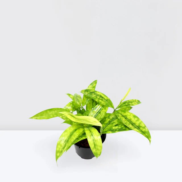 Dracaena Surculosa Aurea | Dracaena Gold Dust 15 - 20cm - Greensouq -