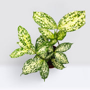 Dracaena Surculosa ‘Florida Beauty’ | Godseffiana - Greensouq -