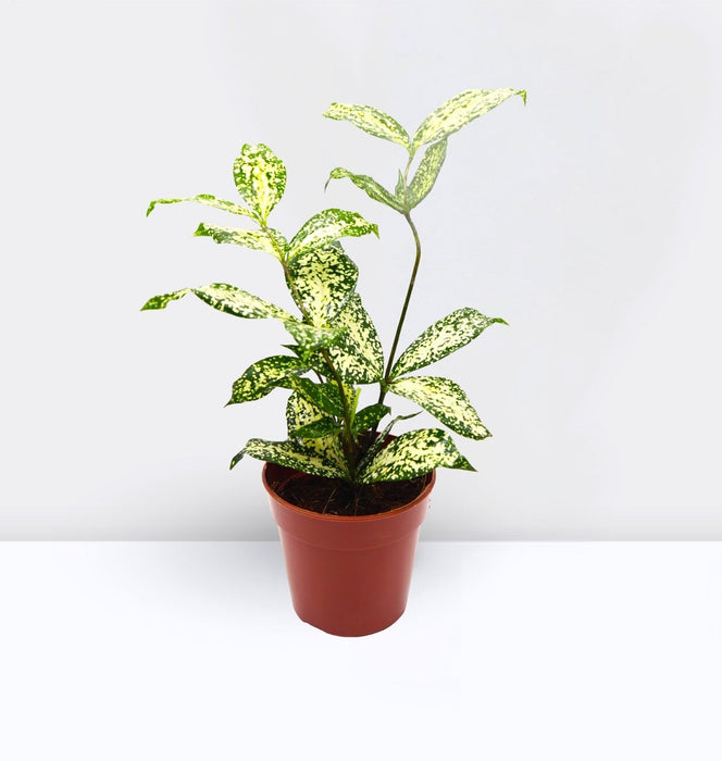 Dracaena Surculosa ‘Florida Beauty’ | Godseffiana - Greensouq -