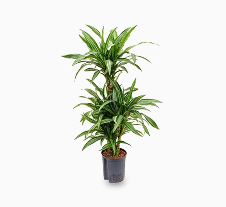 Dracaena fragrans deremensis "Ulises"
