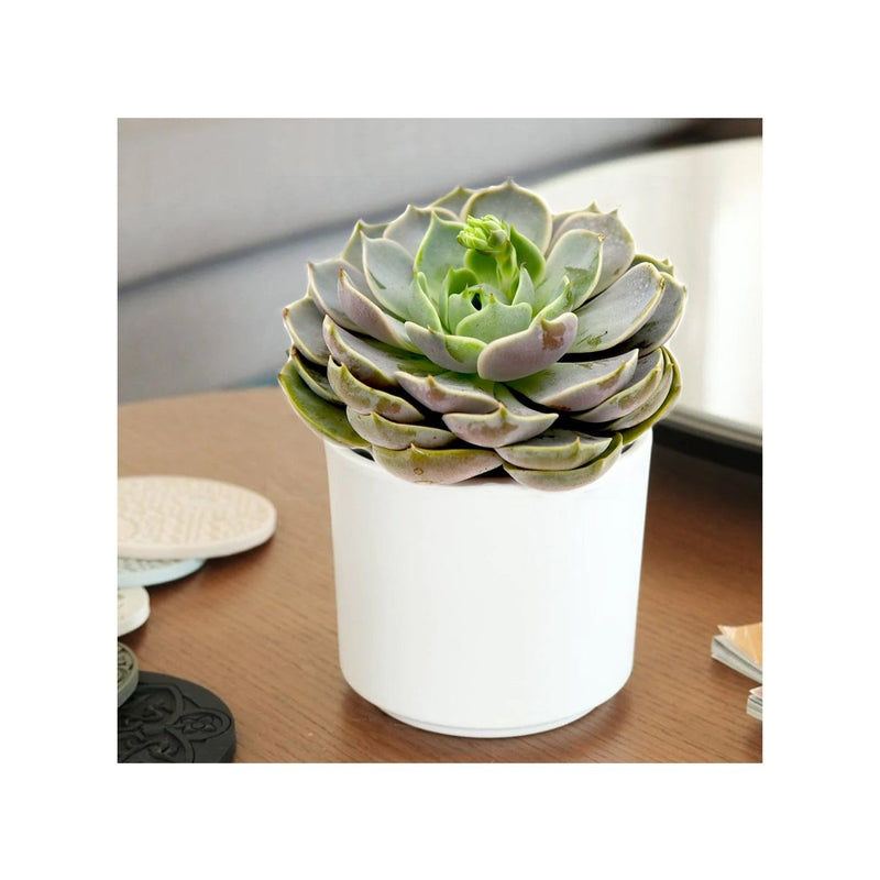 Echeveria Succulent - Greensouq -