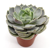 Echeveria Succulent - Greensouq -