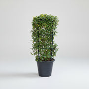 Ehretia 4 stick "Ehretia Microphylla" Fukien Tea Plant 60 - 80cm - Greensouq -