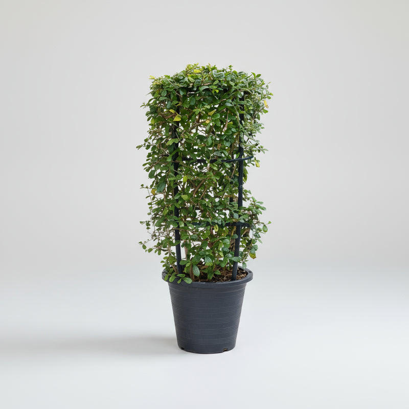 Ehretia 4 stick "Ehretia Microphylla" Fukien Tea Plant 60 - 80cm - Greensouq -