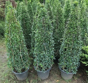 Ehretia Cone Shape "Ehretia Microphylla" - Greensouq -