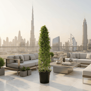 Ehretia Cone Shape "Ehretia Microphylla" - Greensouq -